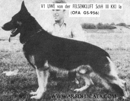 Uwe von der Felsenkluft | German Shepherd Dog 