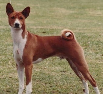 Baagna Erastus | Basenji 