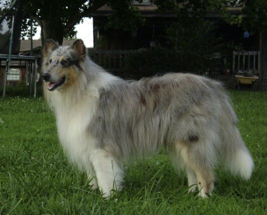 Rasberry Rascal | Rough Collie 