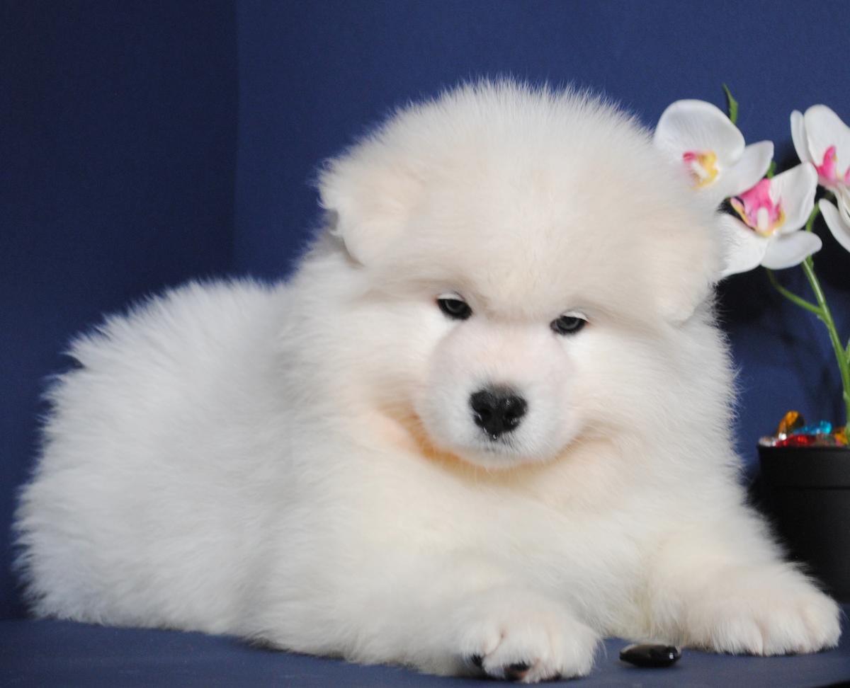 Snezhnoe Ocharovanie Garry Potter | Samoyed 