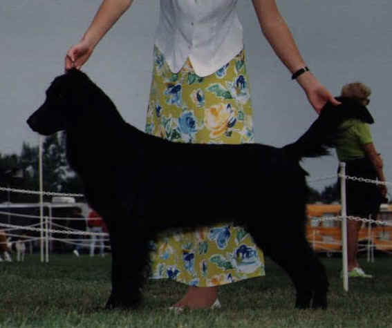 Butterblac's Back in Fashion | Flat-Coated Retriever 