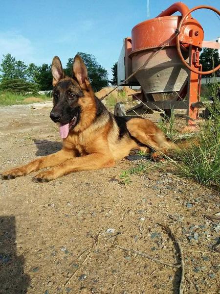 Camry vom thanhdo | German Shepherd Dog 