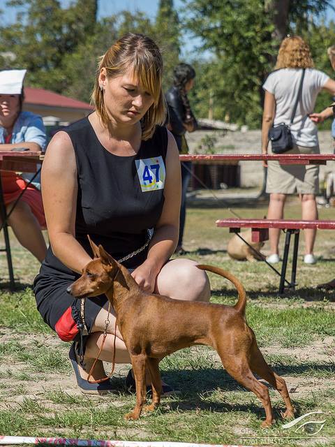 Roxy Music iz Corporacii Zvezd | Miniature Pinscher 