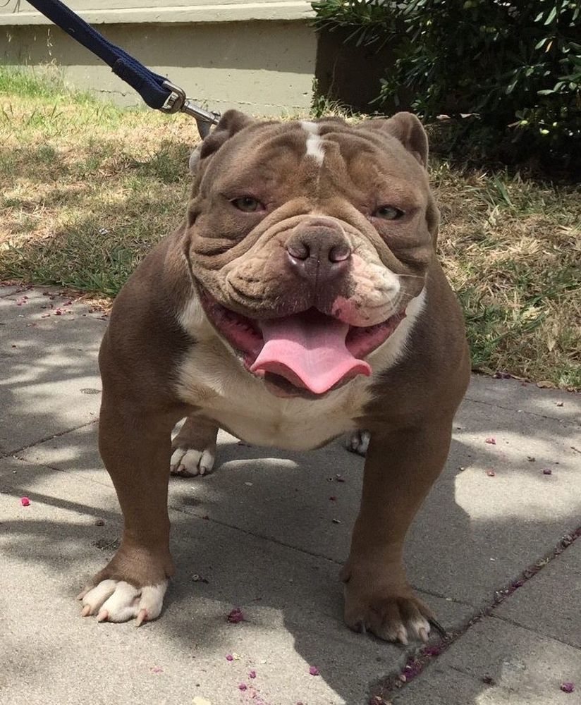 Boon Dock's Nero | Olde English Bulldogge 