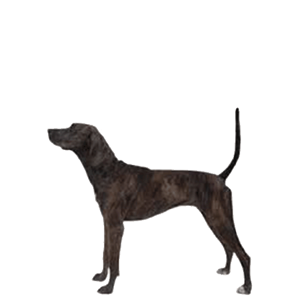 Xoloitzcuintli