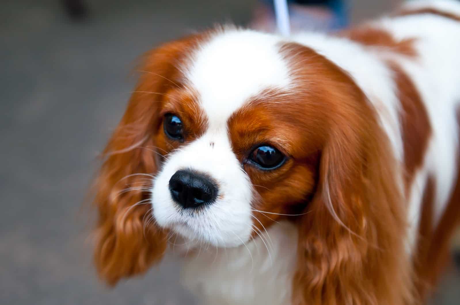 English Toy Spaniel