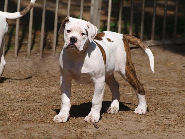 Darkenwald´s Twix | American Bulldog 