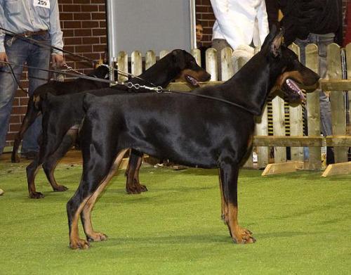 Drussie Star Of Bedea | Black Doberman Pinscher