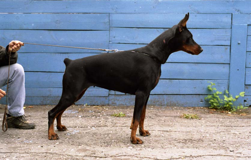 Sergius-Aleksandrija Ventura | Black Doberman Pinscher