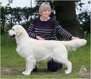 Ashbyglen Zut Alors | Golden Retriever 