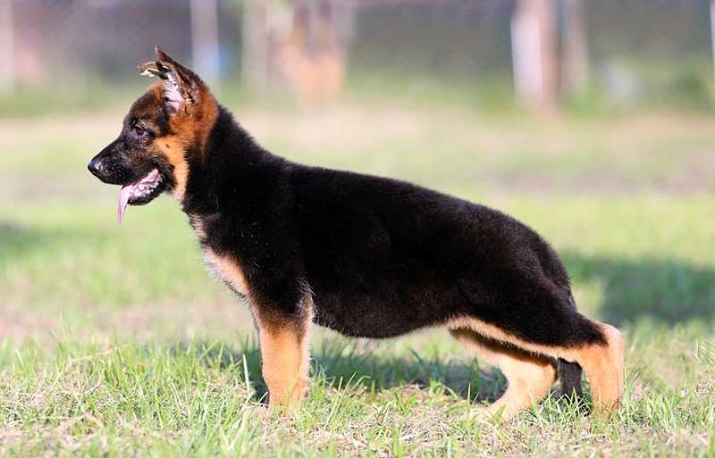 Gamba vom Branch Mark | German Shepherd Dog 