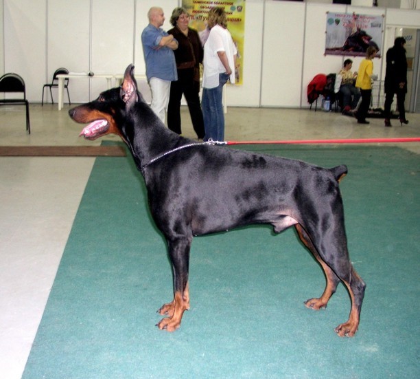 Sergius-Aleksandrija Versal | Black Doberman Pinscher