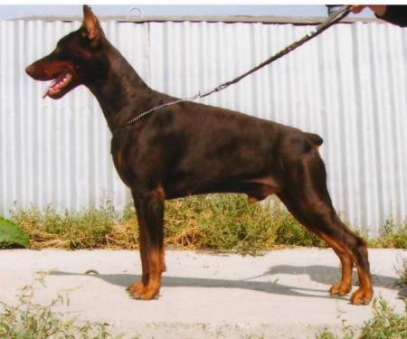 Admiral Aleksvel | Brown Doberman Pinscher