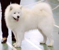 Sonata Arctica CORVIK CHASESON | Samoyed 