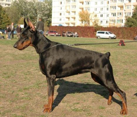 Ambassador D'Ali Dekla | Black Doberman Pinscher