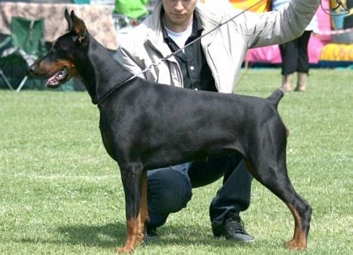 Avrora Arriva Aldman | Black Doberman Pinscher