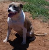 Andonas Cheyko | American Staffordshire Terrier 