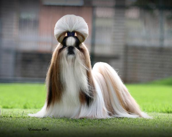 Par d'Ellas fellinne | Shih Tzu 