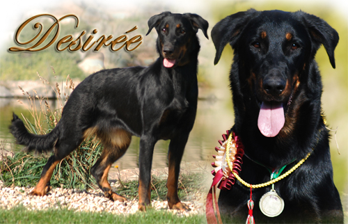 Grace de l'Ame du Loup | Beauceron 