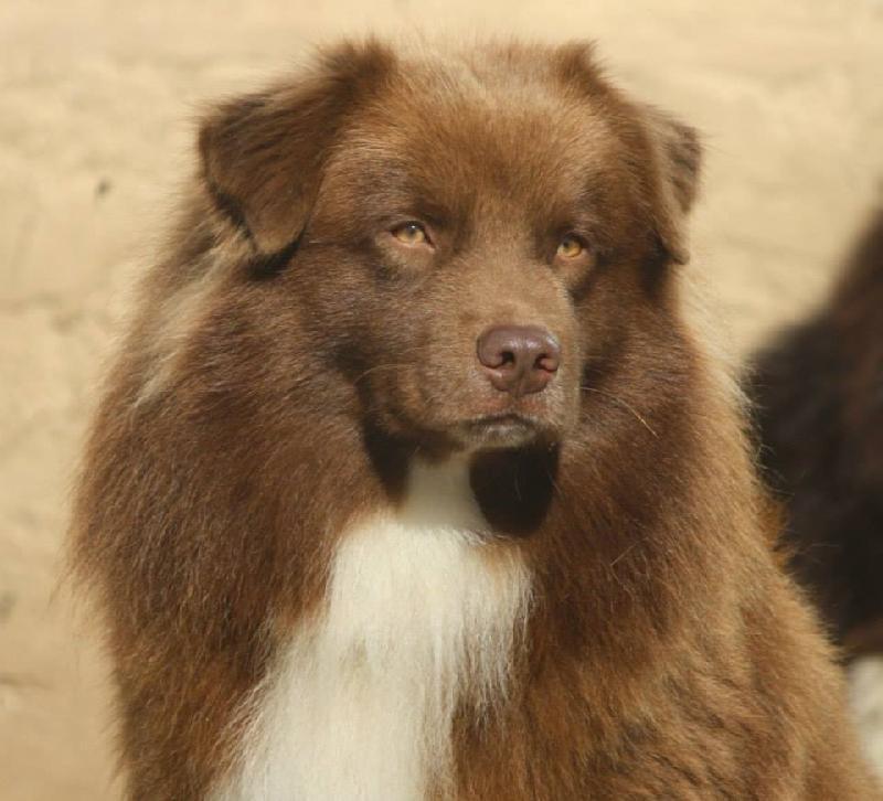 INGALLS CHARLES OF BLUE GRASS RANCH | Australian Shepherd 