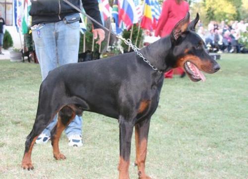 Nuri di Prisconte | Black Doberman Pinscher