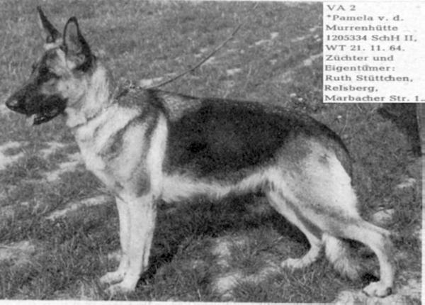 Pamela von der Murrenhütte | German Shepherd Dog 