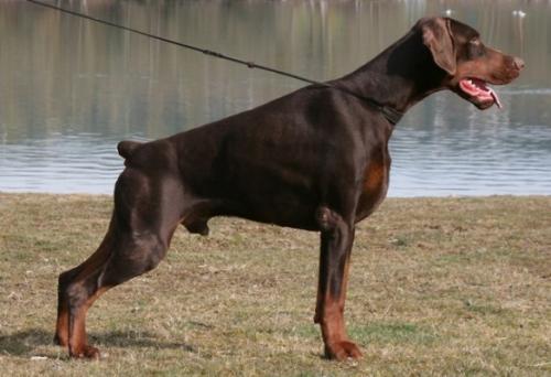 Mitto del Nasi | Brown Doberman Pinscher