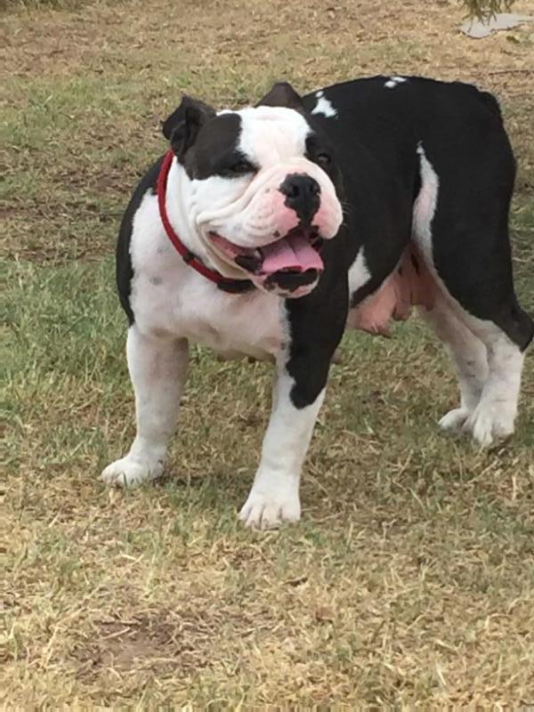 Bullking’s Gemma | Olde English Bulldogge 