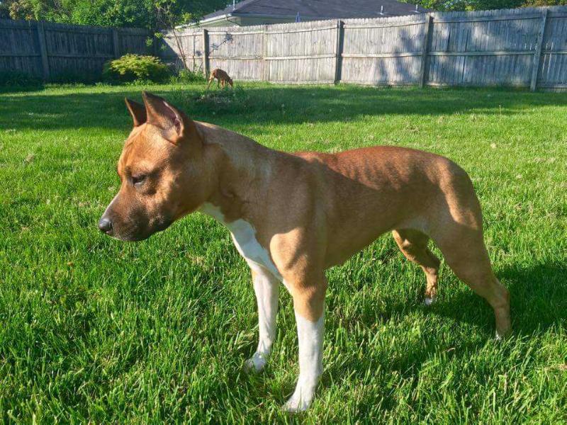 Ticker Tape's Lucky Charm of FantaC | American Staffordshire Terrier 