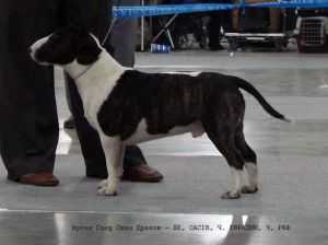 IRGEN GOLD STEEL DRAGON | Miniature Bull Terrier 