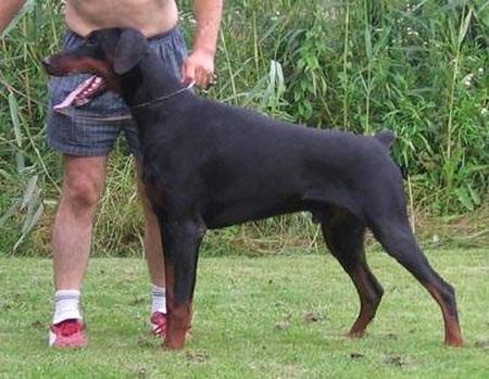 Mad Max od Telepa | Black Doberman Pinscher