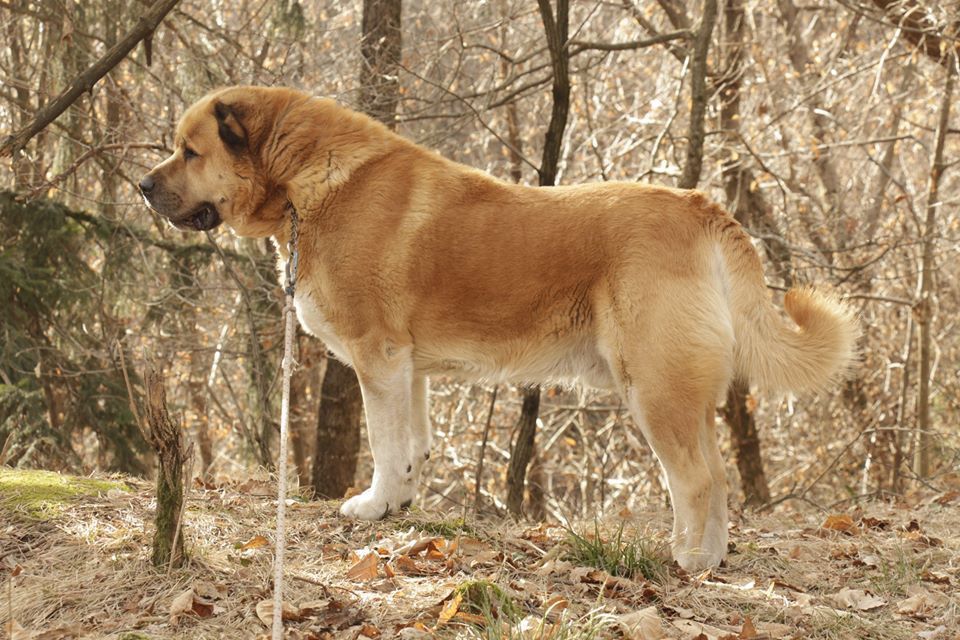 Korsar Iz Doma Tora | Caucasian Mountain Dog 