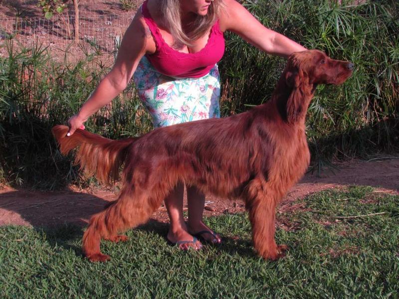 Triaccan Iguatemi Irish Matteo | Irish Setter 