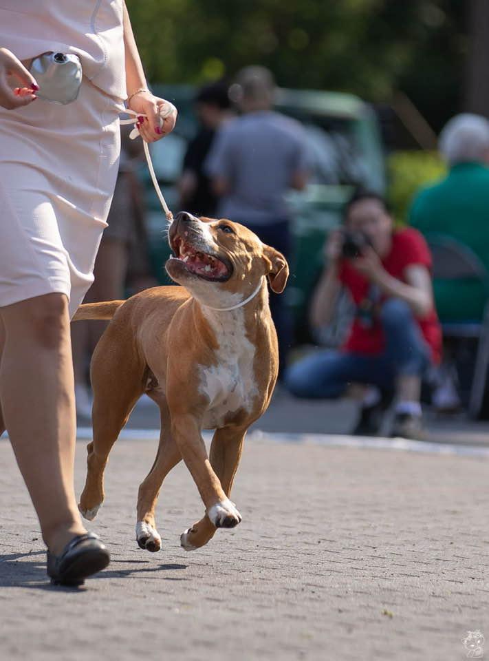 YOU ARE MY FIRE Wings of Pride FCI | American Staffordshire Terrier 