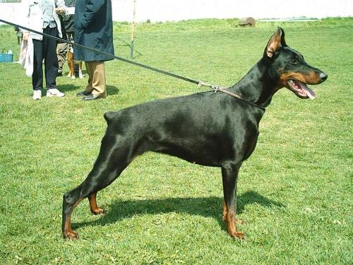 Jami Jamara od Telepa | Black Doberman Pinscher