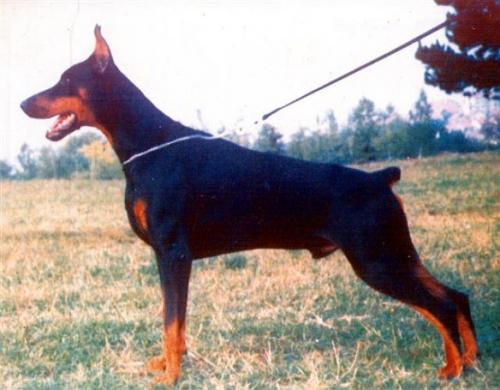 Vento Sawages | Black Doberman Pinscher