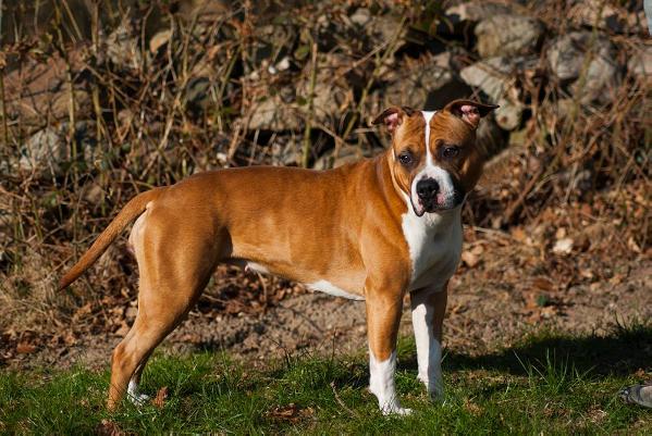 Goldroad´s Absolute Ruby Red | American Staffordshire Terrier 