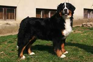 Emmie Pride of Justin | Bernese Mountain Dog 