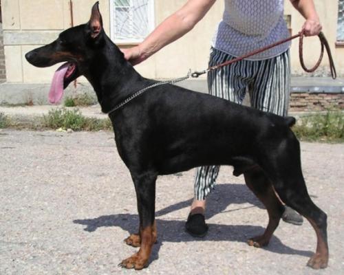 Ak-Yar Kolombo | Black Doberman Pinscher