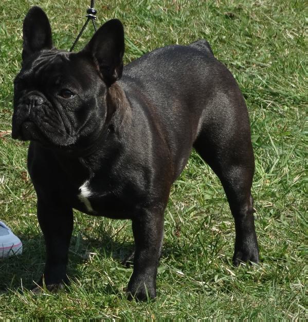 Grace Pomada | French Bulldog 