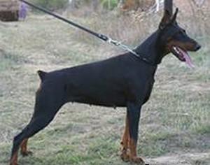 Olivia Oda Campanula | Black Doberman Pinscher