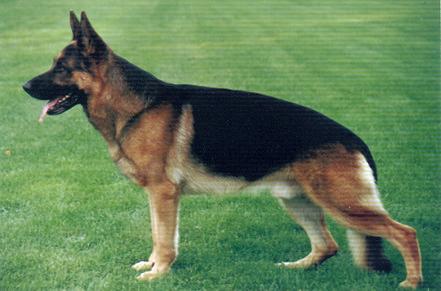 Iso vom Bergmannshof | German Shepherd Dog 