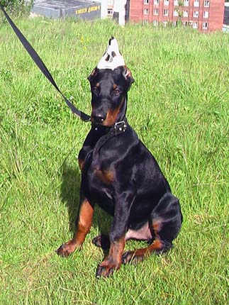 Irinland Ares Alastor | Black Doberman Pinscher