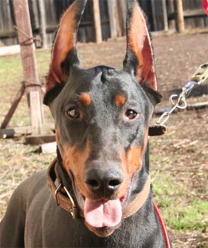 Irinland Artur Alan | Black Doberman Pinscher