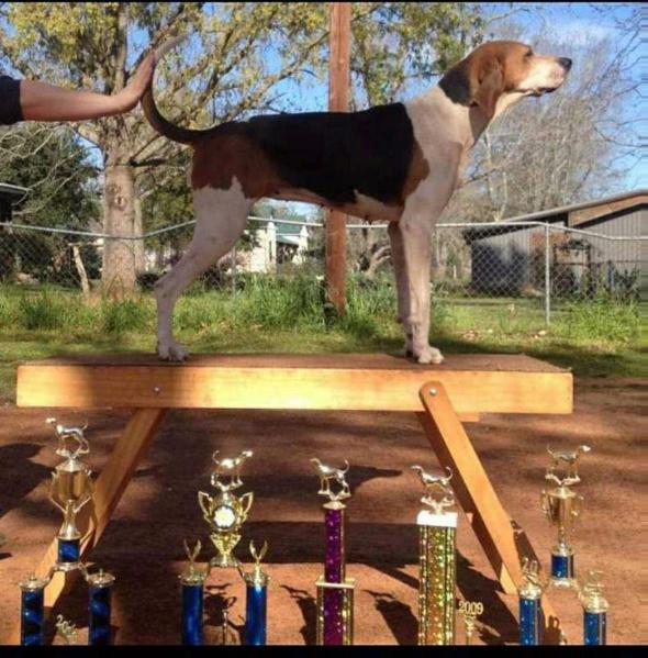 McRae's Miss Texas | Treeing Walker Coonhound 