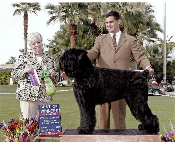 Kalinka's Love My Forever | Black Russian Terrier 