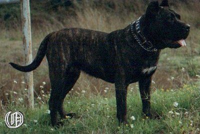 Ankara de Ordepaifos | Perro de Presa Canario 