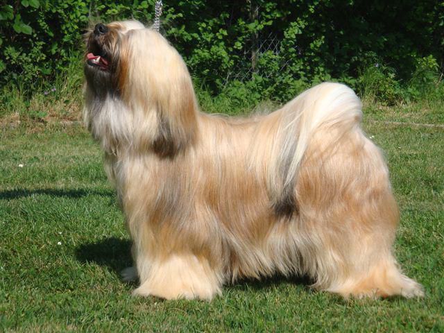 WANGTHANG LOBSANG | Tibetan Terrier 