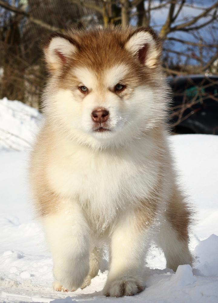 MAZURSTAR OPEN HEART | Alaskan Malamute 