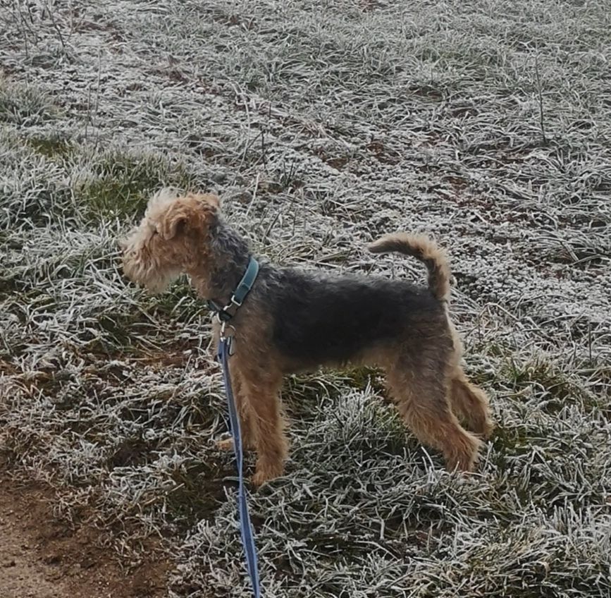 Anais Abby vom Fuchshof | Lakeland Terrier 